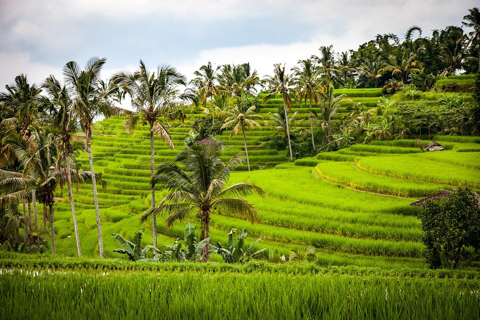Worlds largest rice exporter